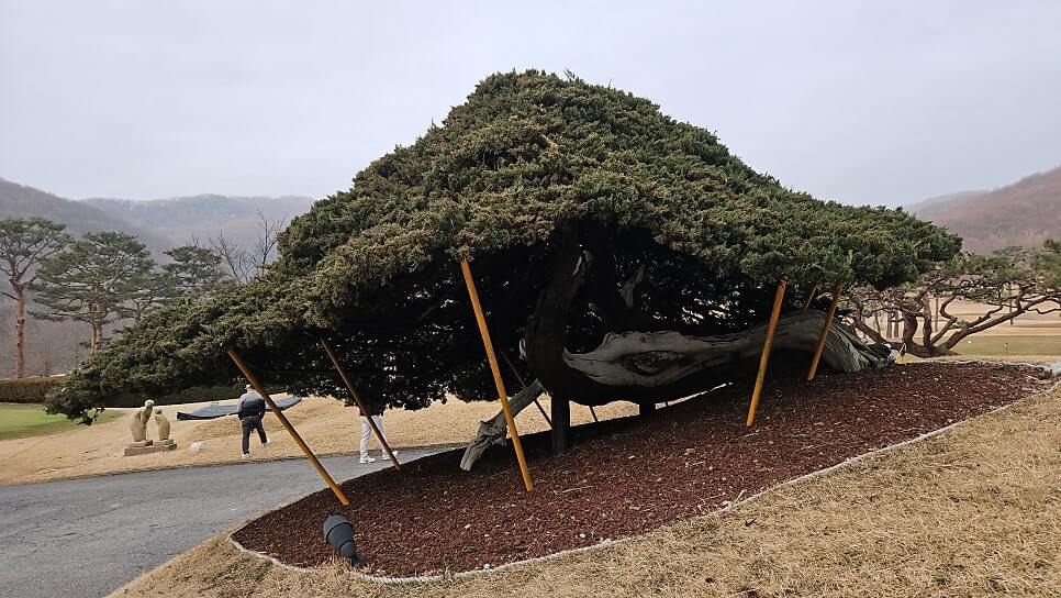 골프장 경험담 용인 글렌로스cc 공작새와 같이 하는 골프장 삼성이 만들고 에버랜드가 관리하는 명품