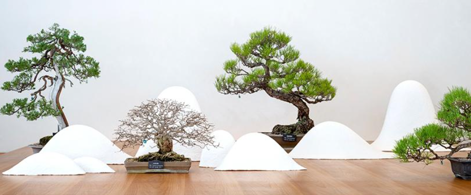 화담숲 분재 사진