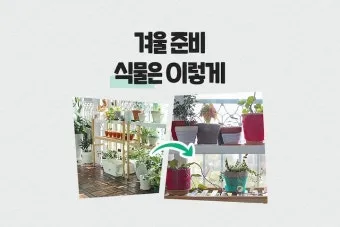 겨울 월동 준비 보온자재 덮개 동해 예방 물주기 조절_11