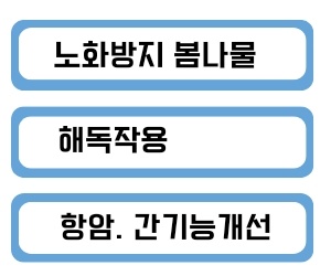 해독과 노화에 좋은 두릅효능