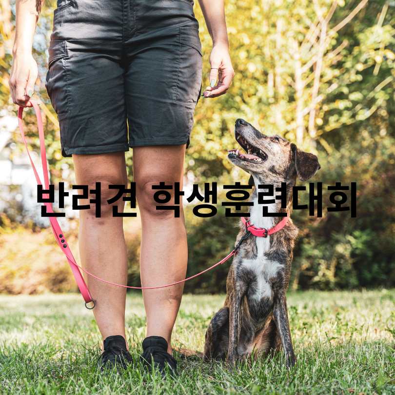 2025 서울 반려견 올림픽 신청 방법