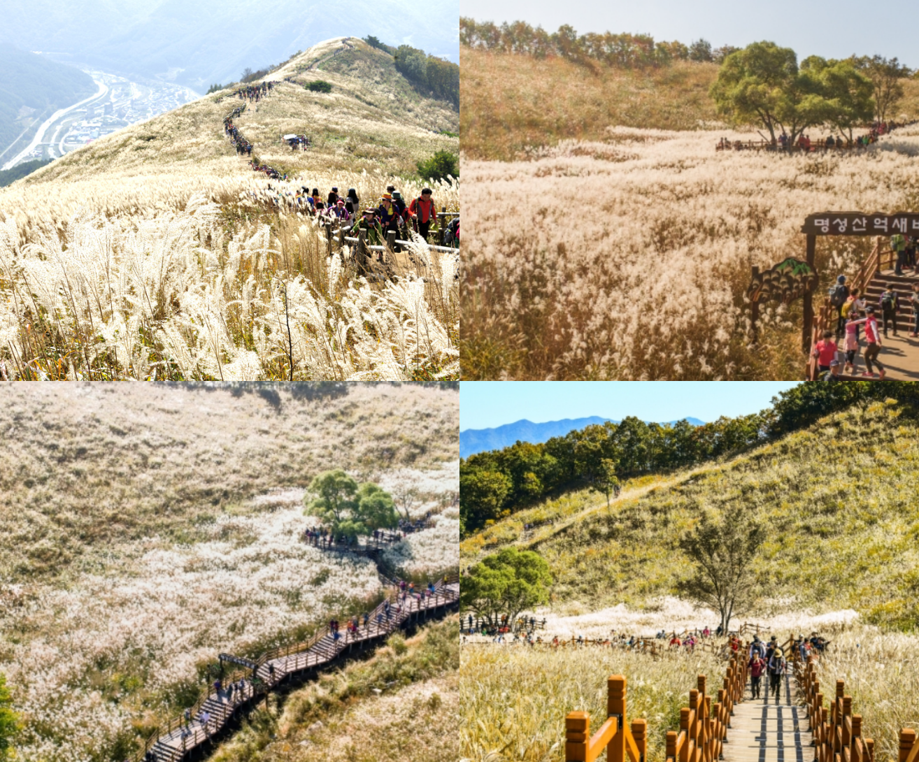 민둥산 억새꽃축제