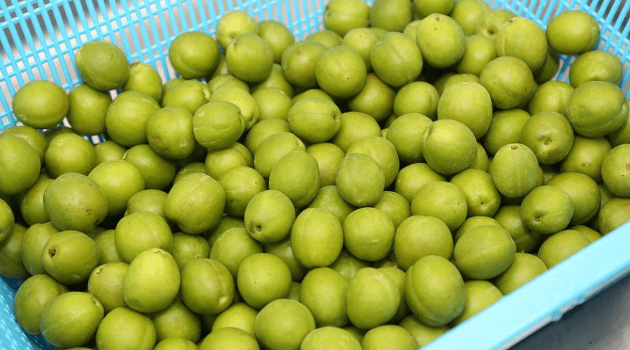 플라스틱 바구니 안에 매실이 들어 있다.