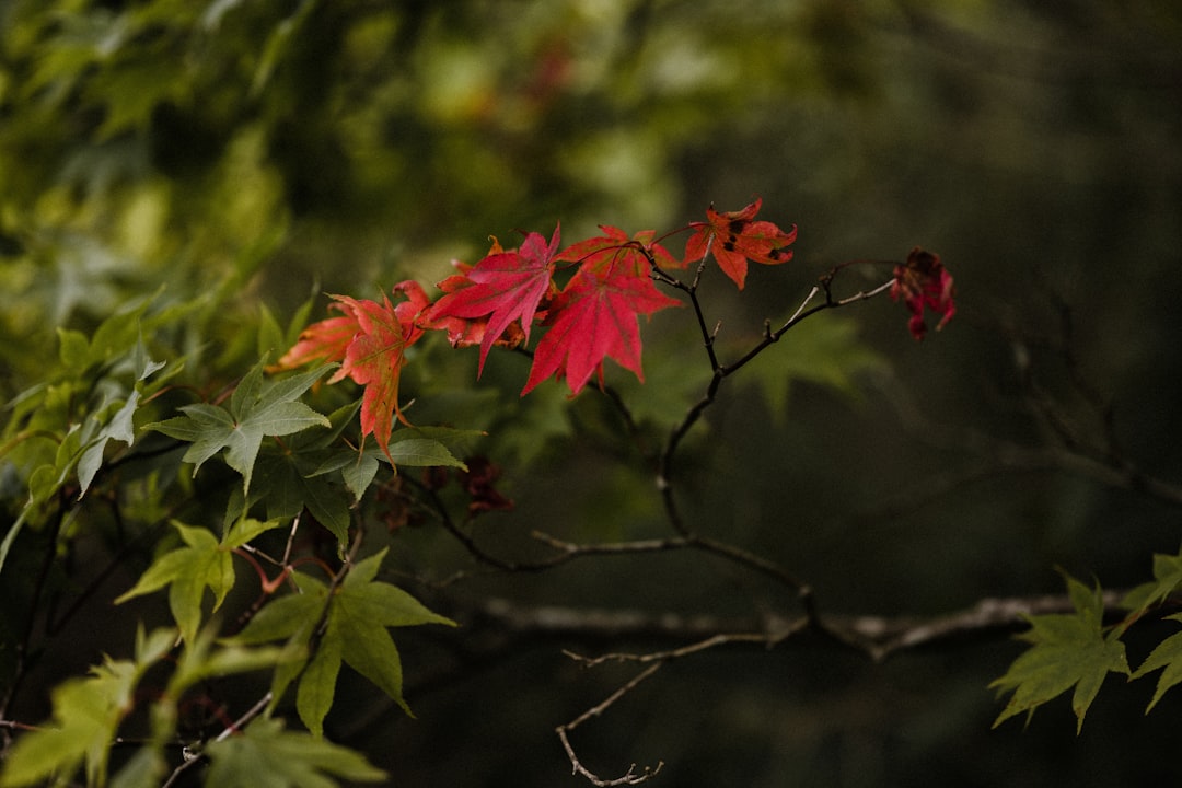 Autumn foliage
