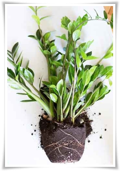 "금전수 키우기" 행운과 부를 불러오는 매력적인 식물!