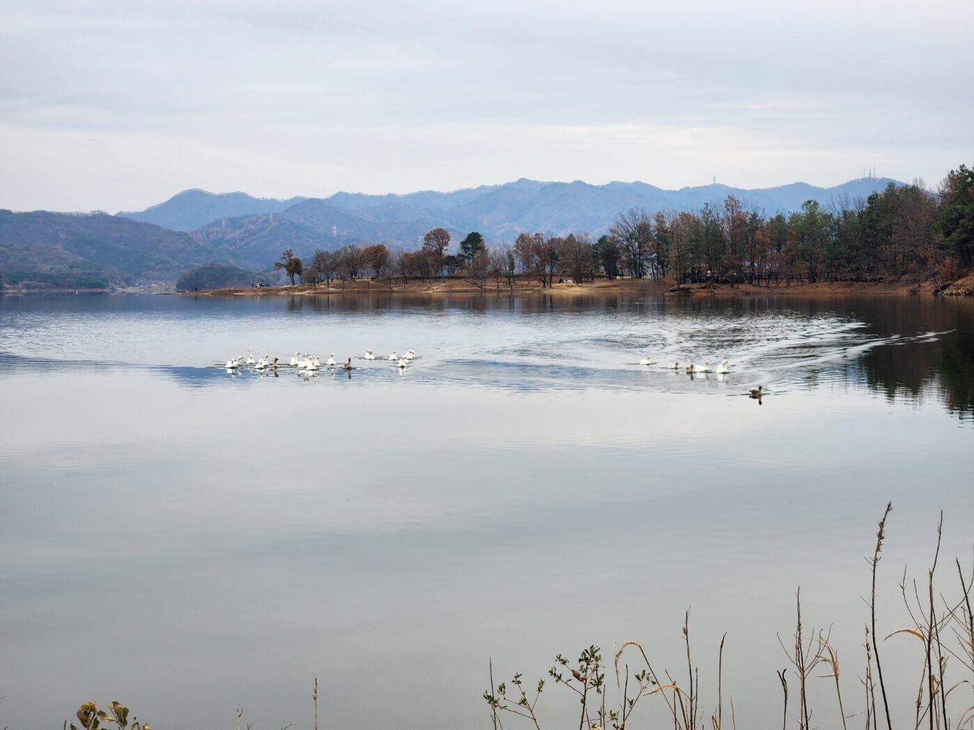 대청호 거위 아지트1