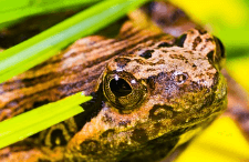 개구리가 강이나 호수에 있는 꿈해몽