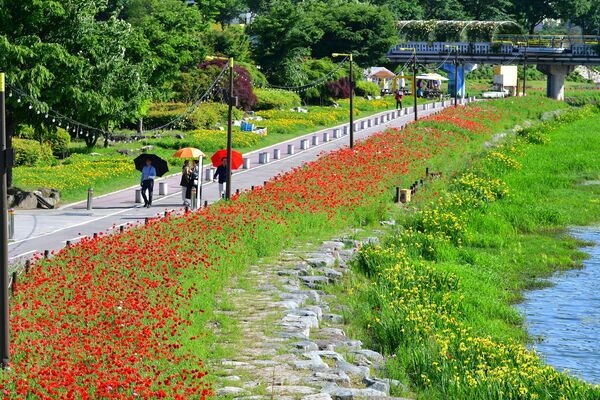 장성 황룡강 길동무 꽃길 축제 주차장 연예인