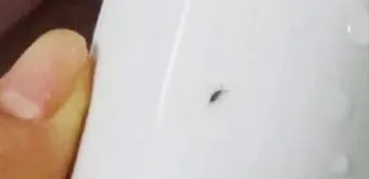 베란다 벌레 완벽 차단 방법과 여름철 실내 해충 예방 꿀팁_17