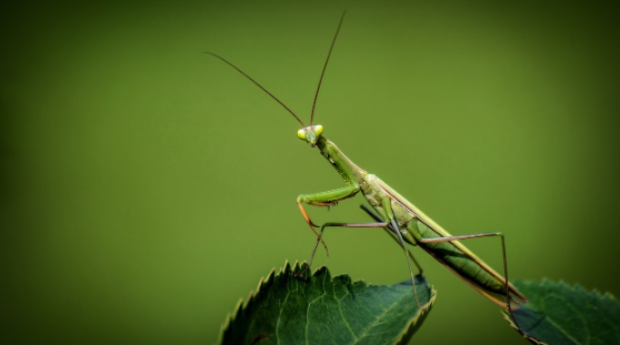 기습과 위장 눈에 띄지 않는 전투의 기술