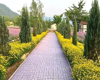 고성 라벤더 축제_18