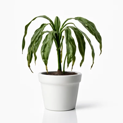 겨울밤만 되면 축 처지는 실내 식물, 온도 스트레스 원인 정리