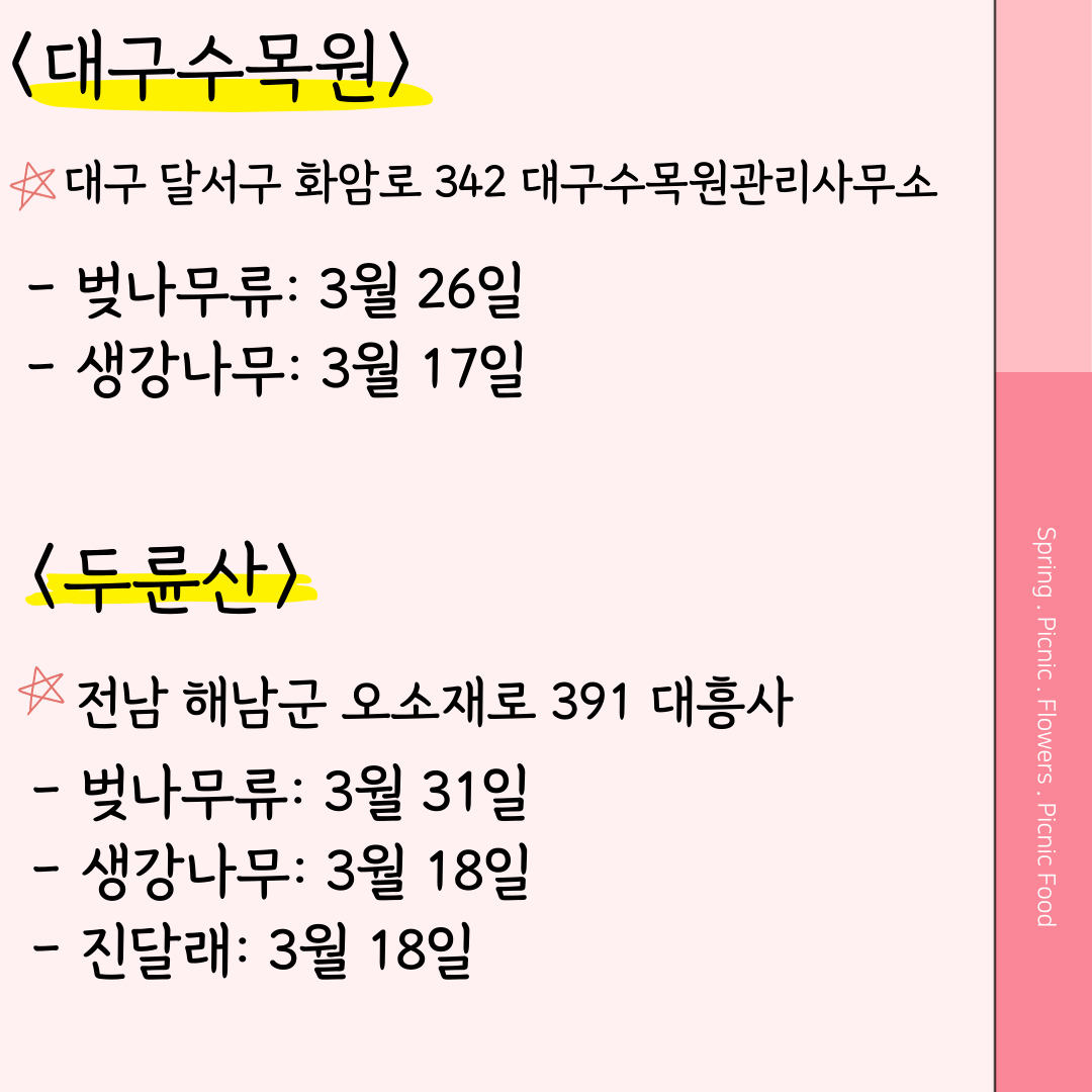 대구수목원 벚꽃 두륜산 벚꽃