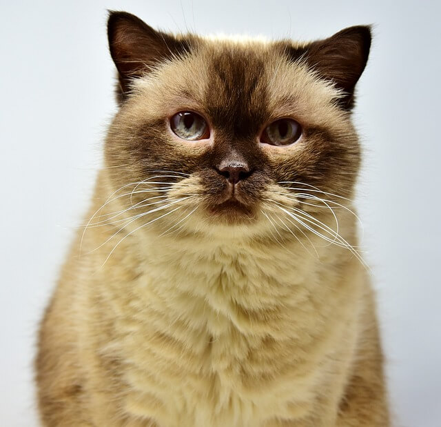고양이꿈&amp;#44; 고양이 나오는 꿈&amp;#44; 고양이꿈해몽&amp;#44; 고양이 나오는 꿈해몽 흉몽?