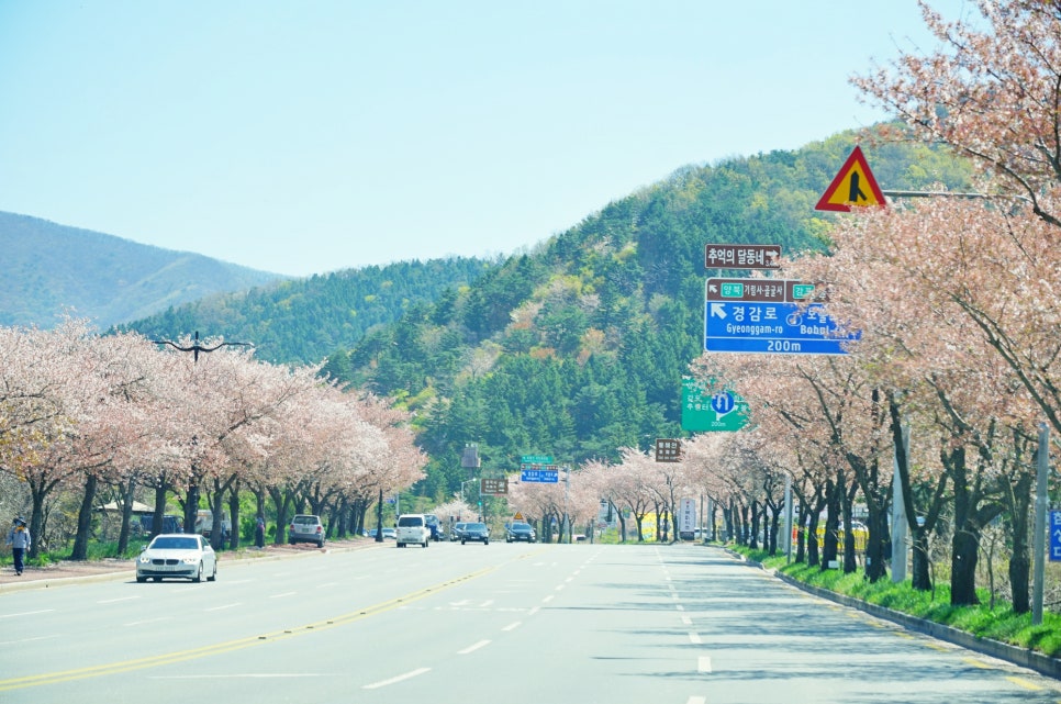 벚꽃명소