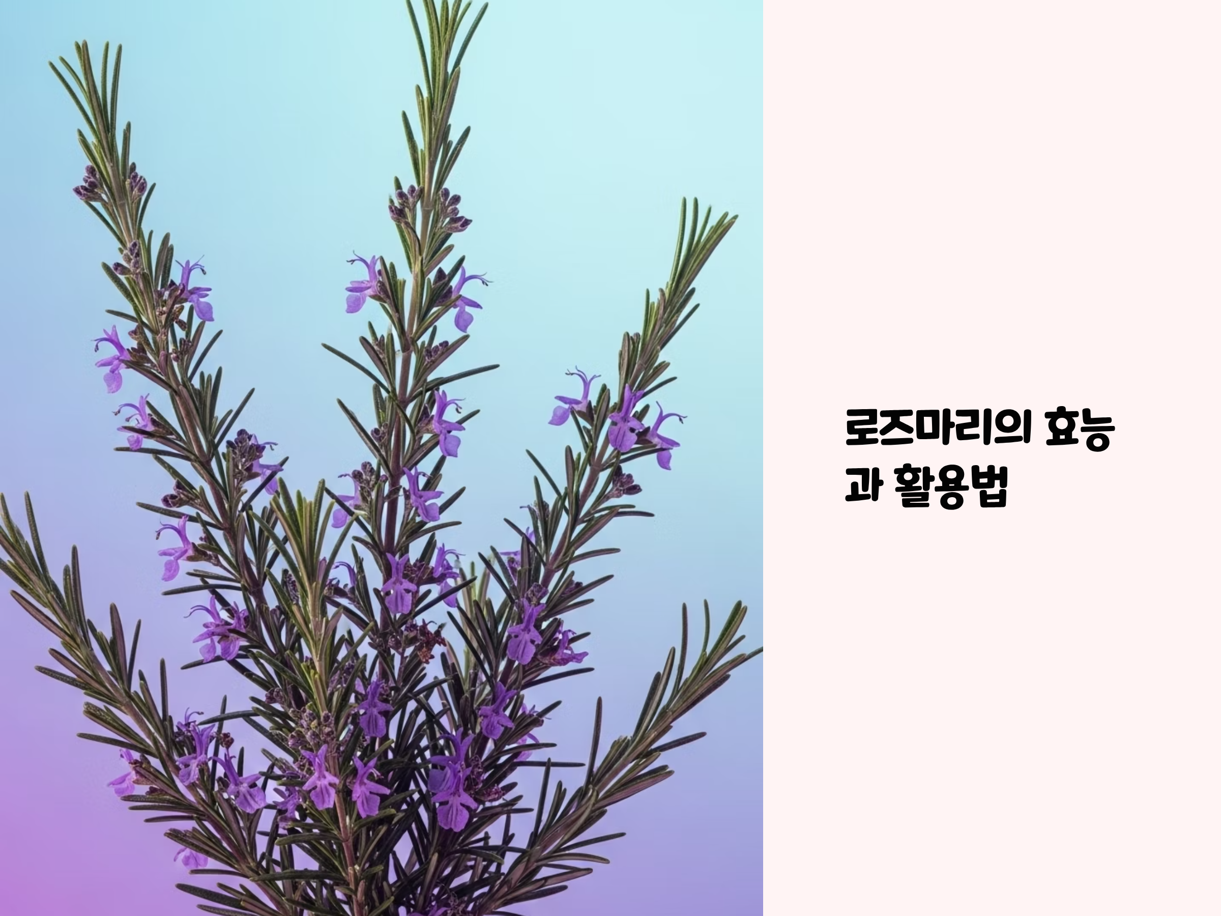 허브 로즈마리의 진짜 가치