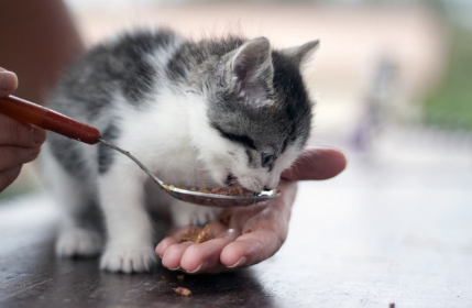 먹이를 먹는 새끼 고양이.