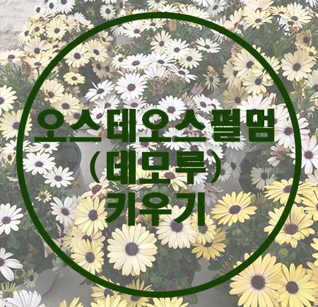 Osteospermum