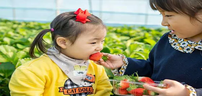 샹큼딸기네농장