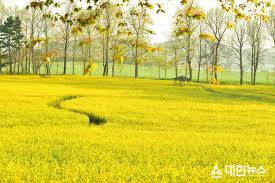 고창 청보리밭 축제