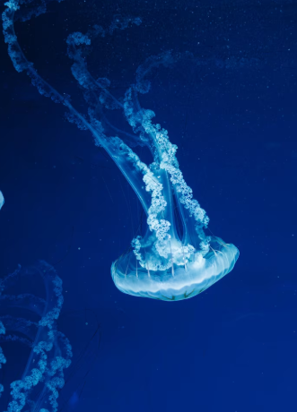 심해의 정의 알아보기