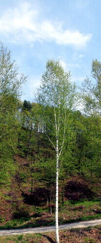숲나들e 강씨봉 자연휴양림 국내 여행지 추천 관련 사진