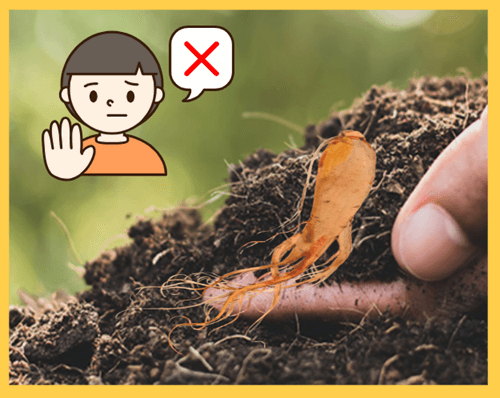 홍삼 효능 - 홍삼 먹지 말아야 할 사람