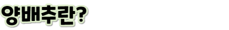 양배추 소제목1