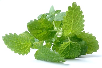 깻잎, 들깨 어떻게 기르지? 파종/이식/재배관리/수확/보관