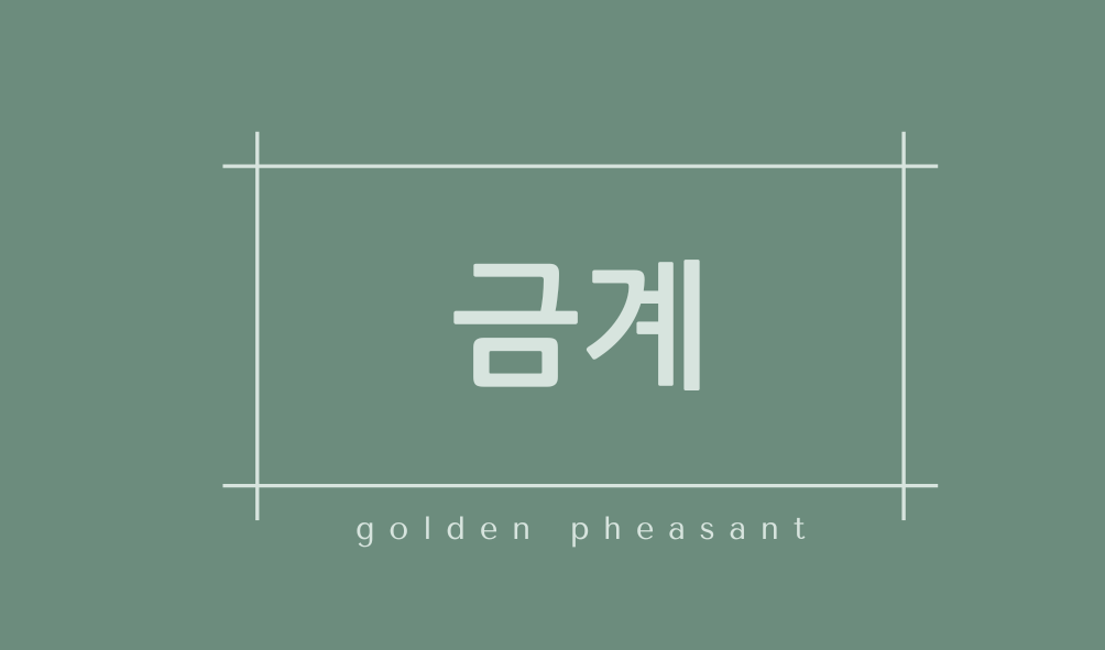 금계(golden pheasant)