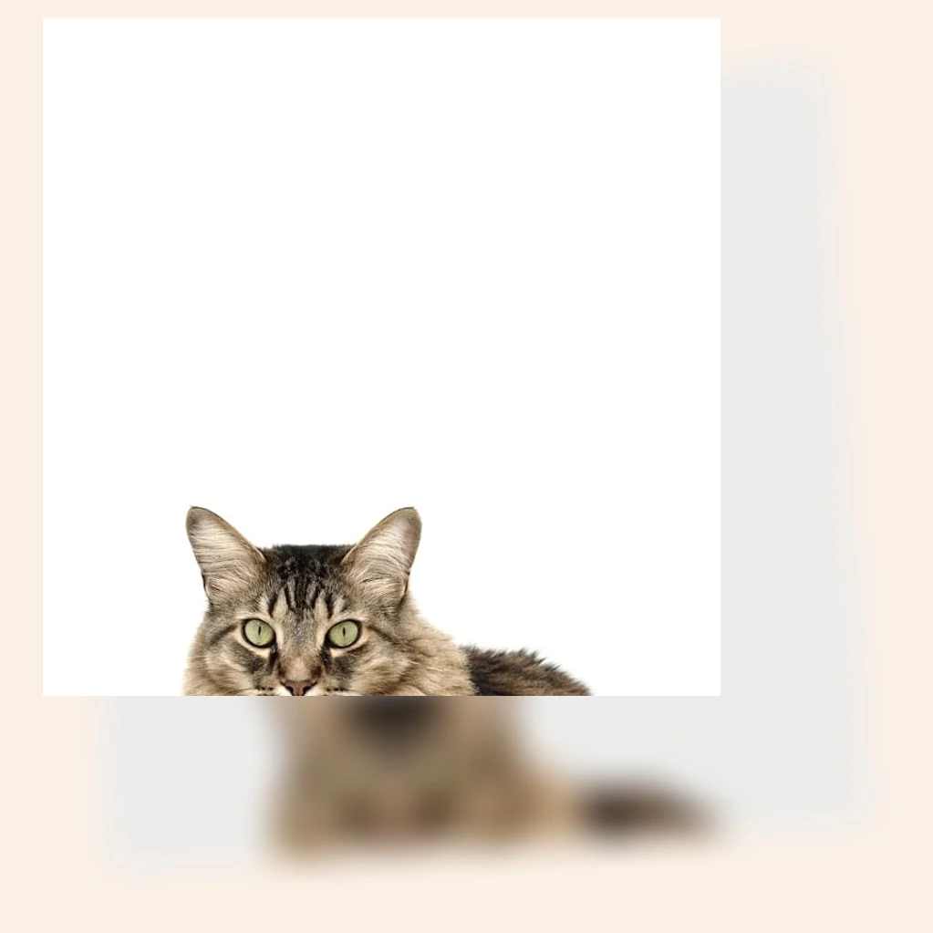 고양이 두부모래_3_subsection