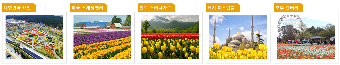 태안 튤립 축제