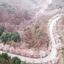 강원도 부귀리 벚꽃길 벚꽃 명소 베스트 5 벚꽃시기 만개시기 드라이브 코스