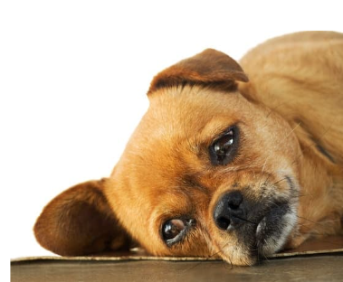 강아지 무기력? 에디슨병 증상 원인 및 치료법