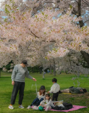 2026 벚꽃 카페 전국 추천 가이드