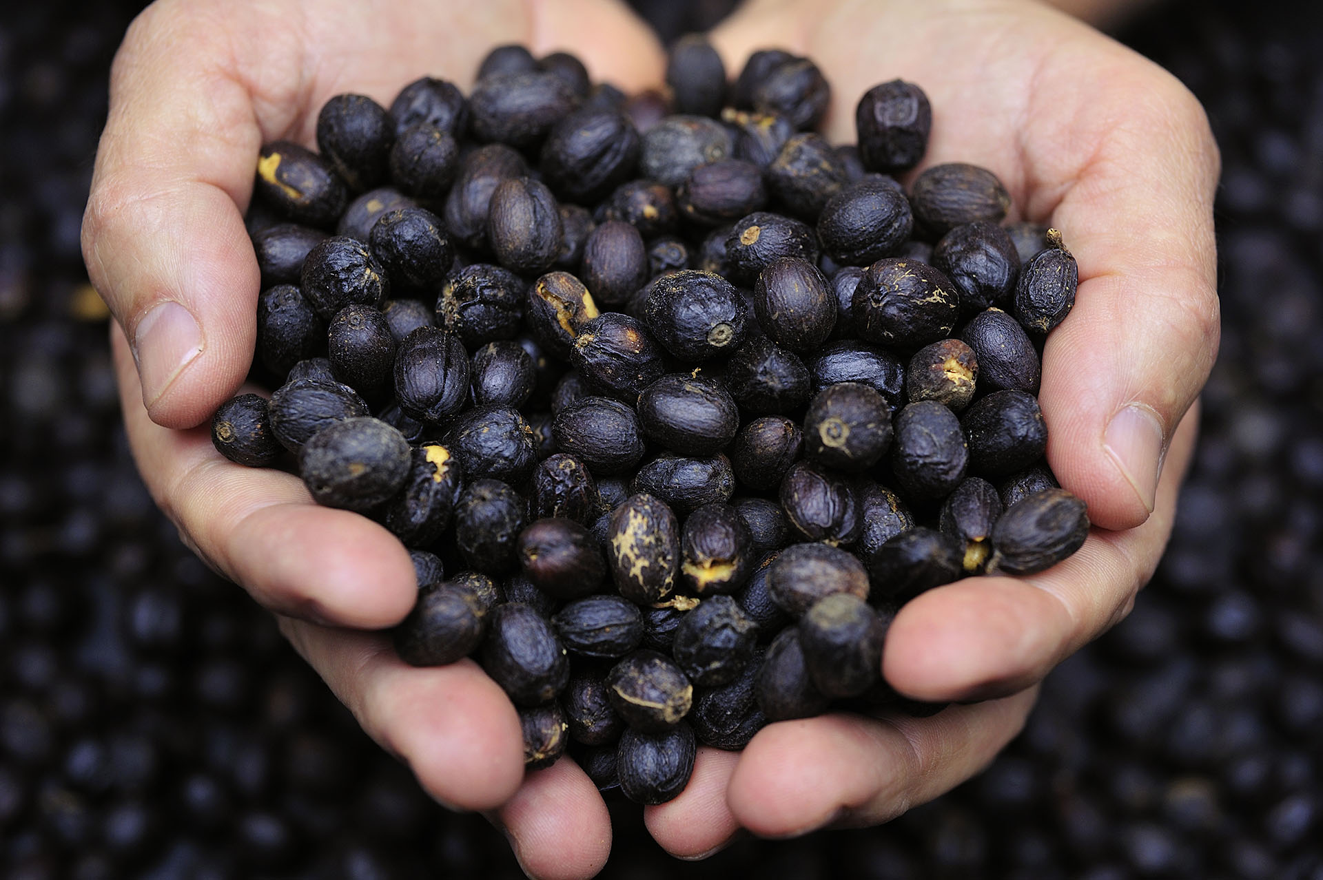 건조된 커피 체리