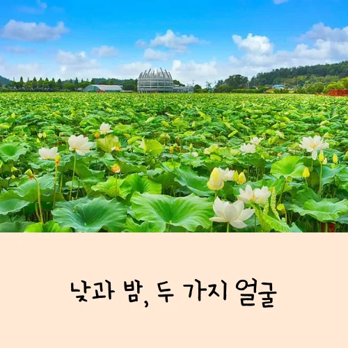 무안연꽃축제