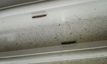 베란다 벌레 완벽 차단 방법과 여름철 실내 해충 예방 꿀팁_33