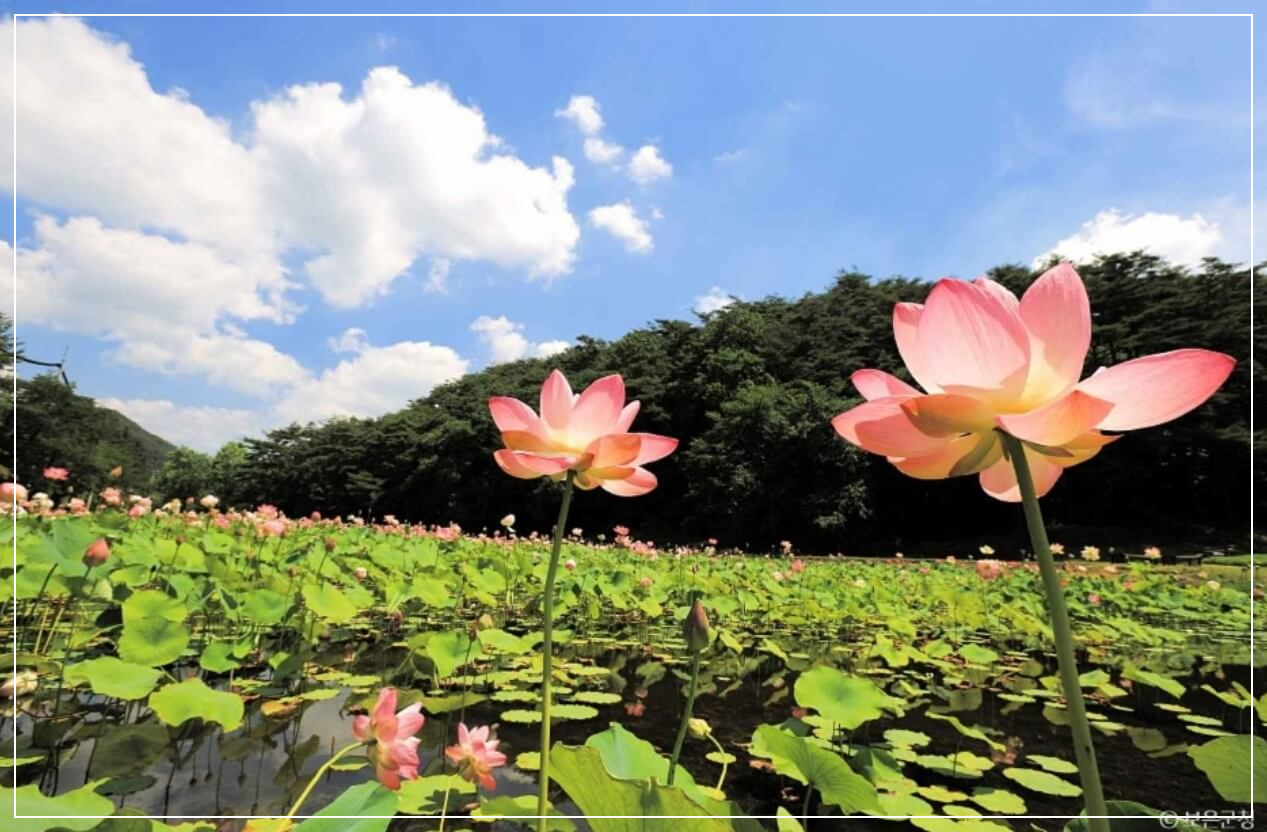 보은 가볼만한곳 베스트10 속리산 연꽃단지