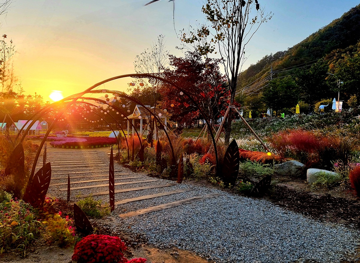 2024 강원도 인제 가을꽃 축제: 꽃길만 걷자 노을빛 국화 풍경, 단풍 후기 (10.17.)