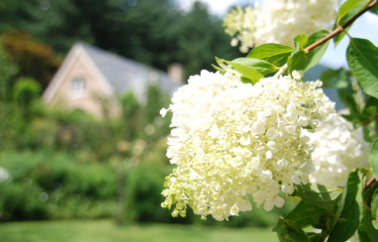 제주 휴애리 수국축제