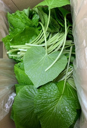 철원-고추냉이-정가농원-고추냉이잎