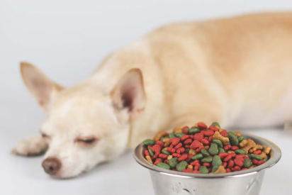 식욕이 없는 개