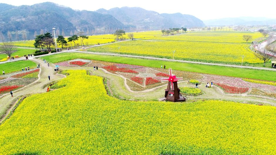 [봄꽃 축제]창녕 낙동강 유채꽃축제 ❘기간, 일정, 명소, 즐길거리, 꿀팁 총정리