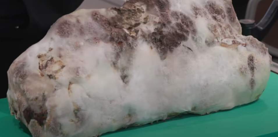 미운우리새끼 배성재 털곰팡이 스테이크 식당