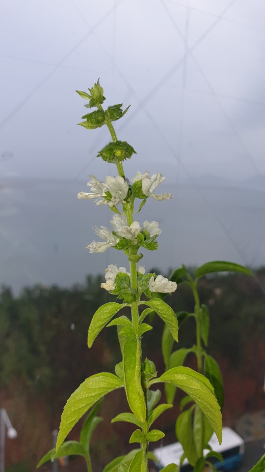 층층이 피어난 바질 꽃