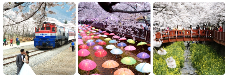 진해 군항제 행사장 사진