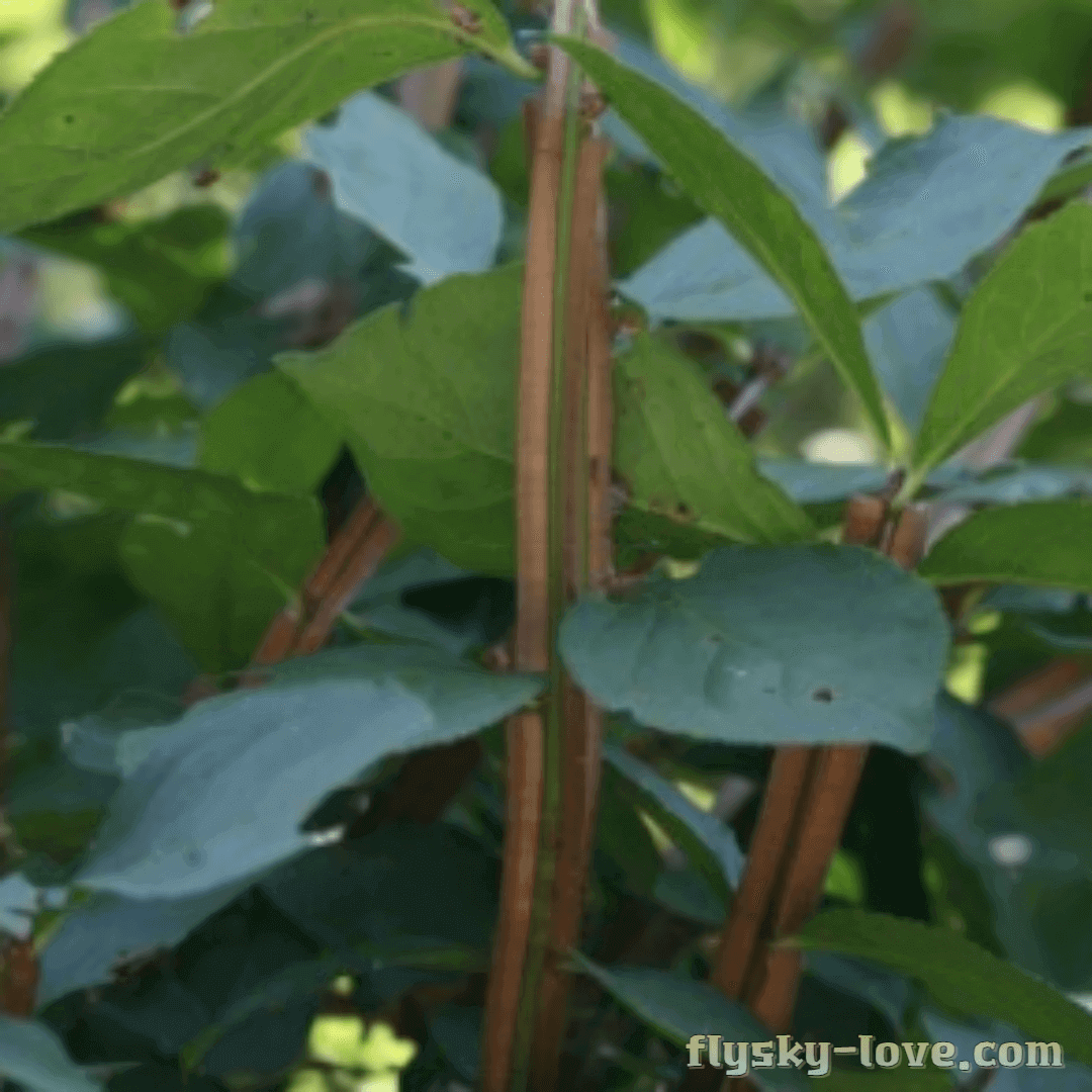 관절염에 좋은 귀전우