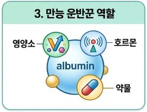 알부민이란