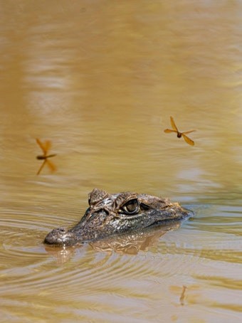 아마존-흑탕울에-악어가-커다란-눈과-얼굴만-조금-내민체-수영하는데-그-위에서-잠자리-두마리가-날아다니는-모습